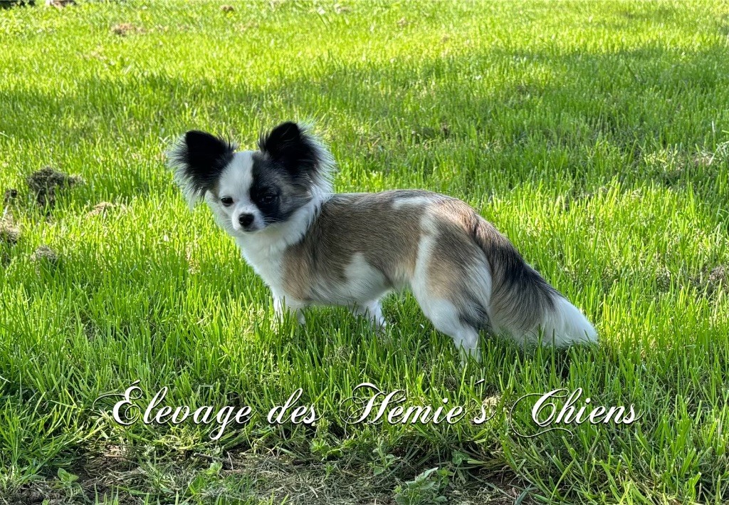 Ura Des Hémie's Chiens