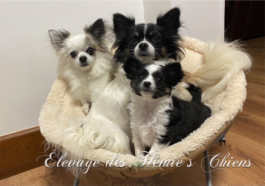 chiot Chihuahua Des Hémie's Chiens