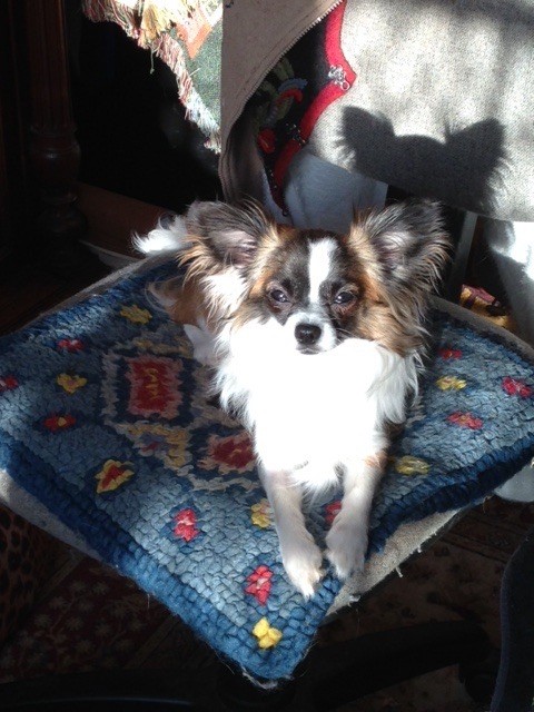 Mouse Des Hémie's Chiens