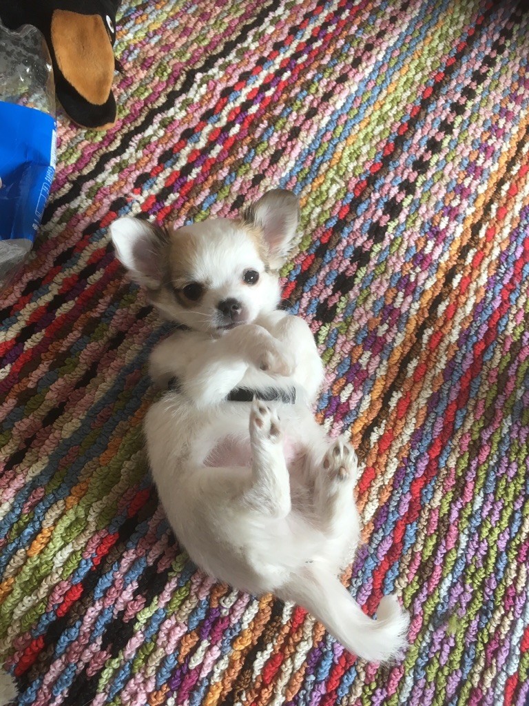 Pixel Des Hémie's Chiens