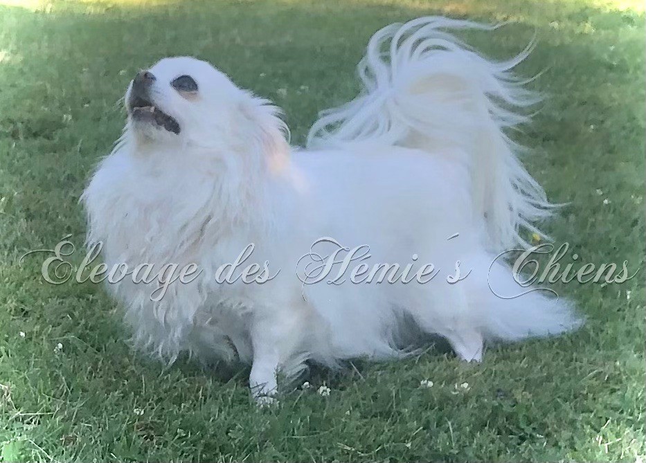 Hémie Titre Initial