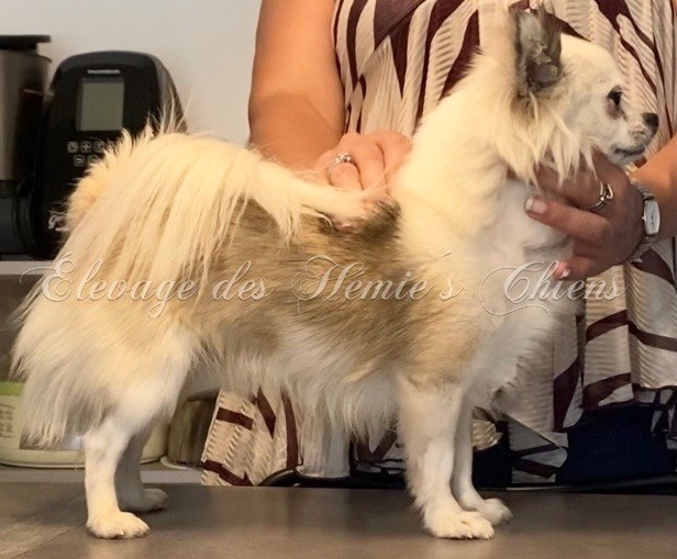 Massaï Des Hémie's Chiens