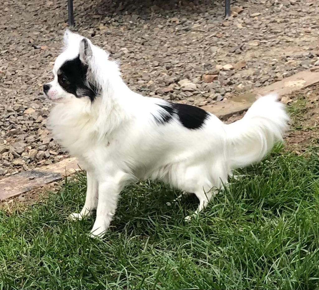 Poupi Des Hémie's Chiens