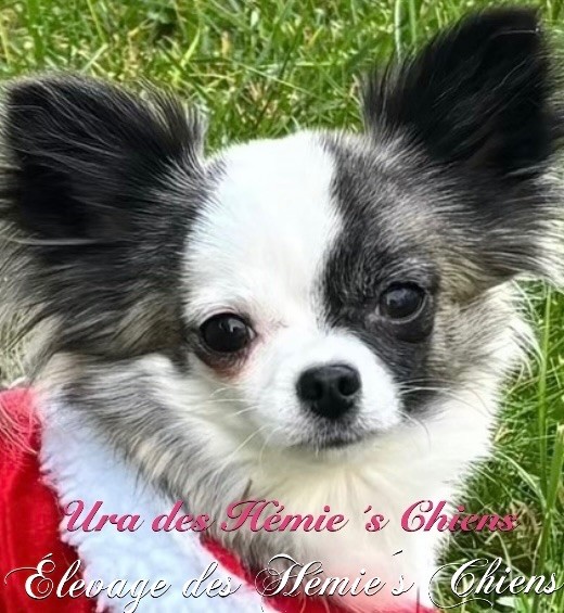 Ura Des Hémie's Chiens