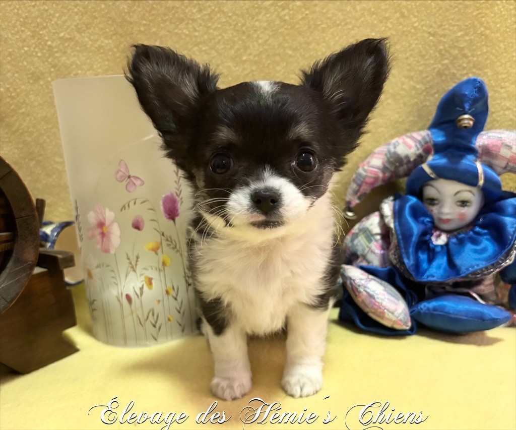 Avoène Des Hémie's Chiens