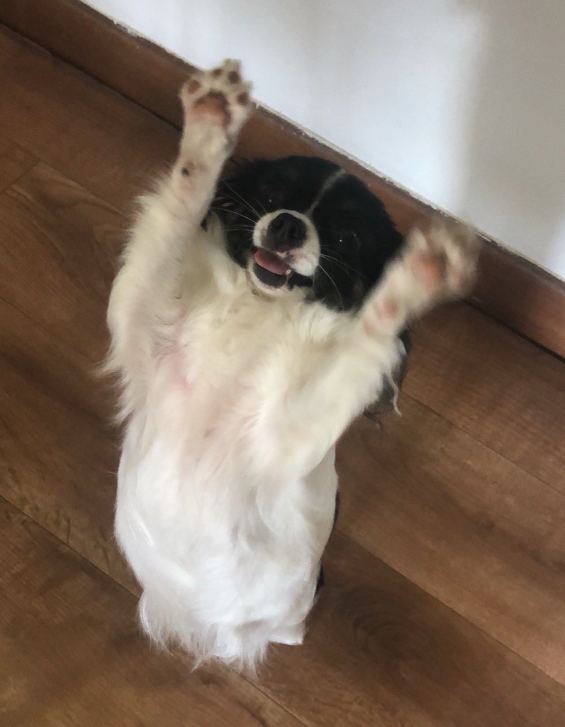 Des Hémie's Chiens - 4 futurs Hémie´s chiots vont voir le jour prochainement