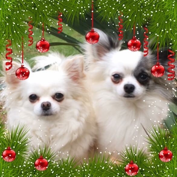 Des Hémie's Chiens - Noël 2018