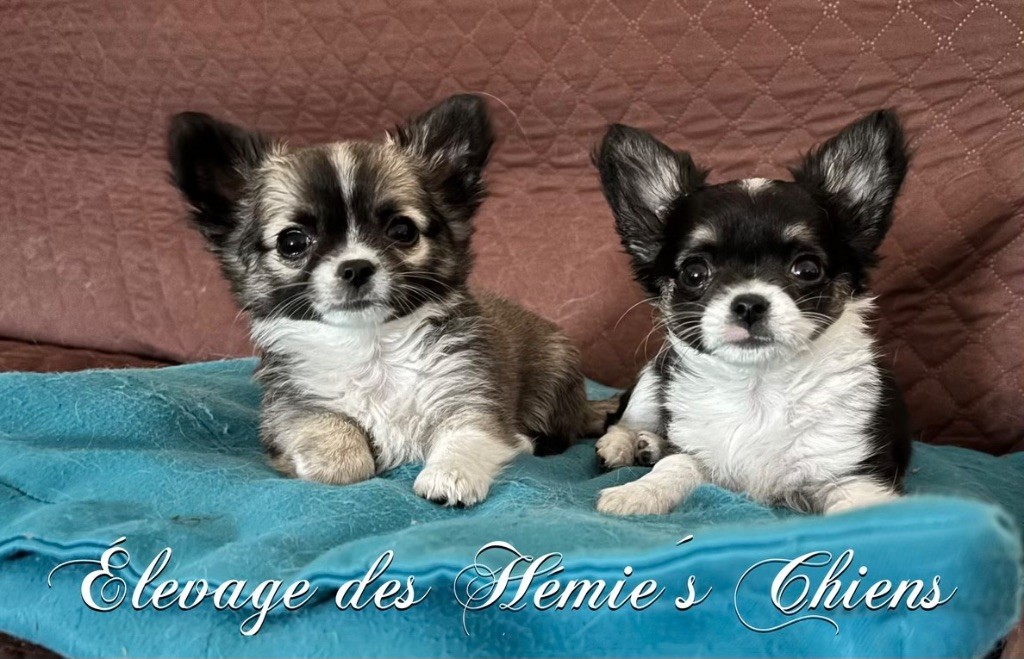 De retour sur les terrains d?expositions canines
