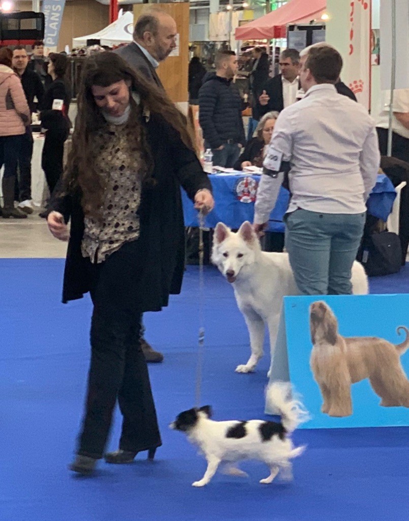 Des Hémie's Chiens - Poupi et Pinji ont été confirmés lors du Paris Dog Show