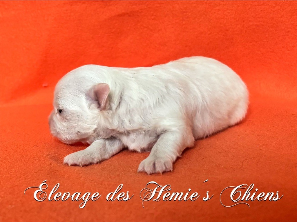 Des Hémie's Chiens - Chiots disponibles - Chihuahua