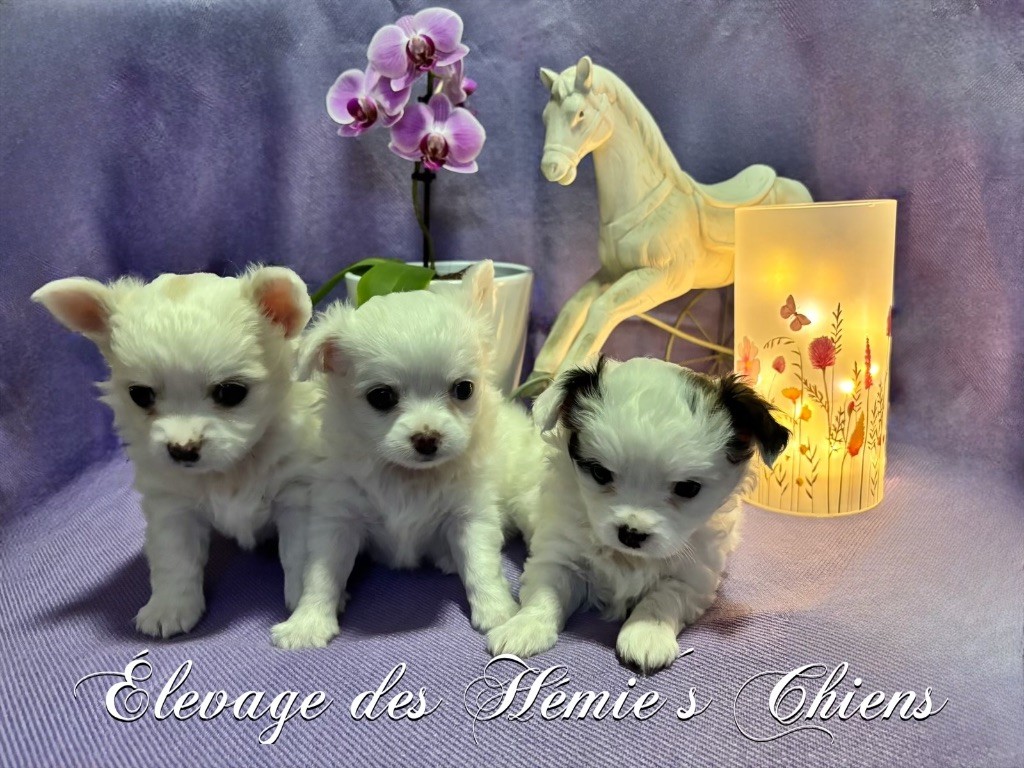 Des Hémie's Chiens - Chihuahua - Portée née le 09/05/2025