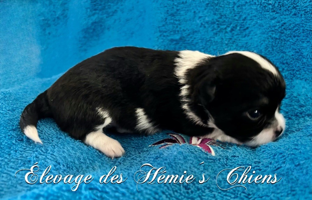 Des Hémie's Chiens - Chiots disponibles - Chihuahua