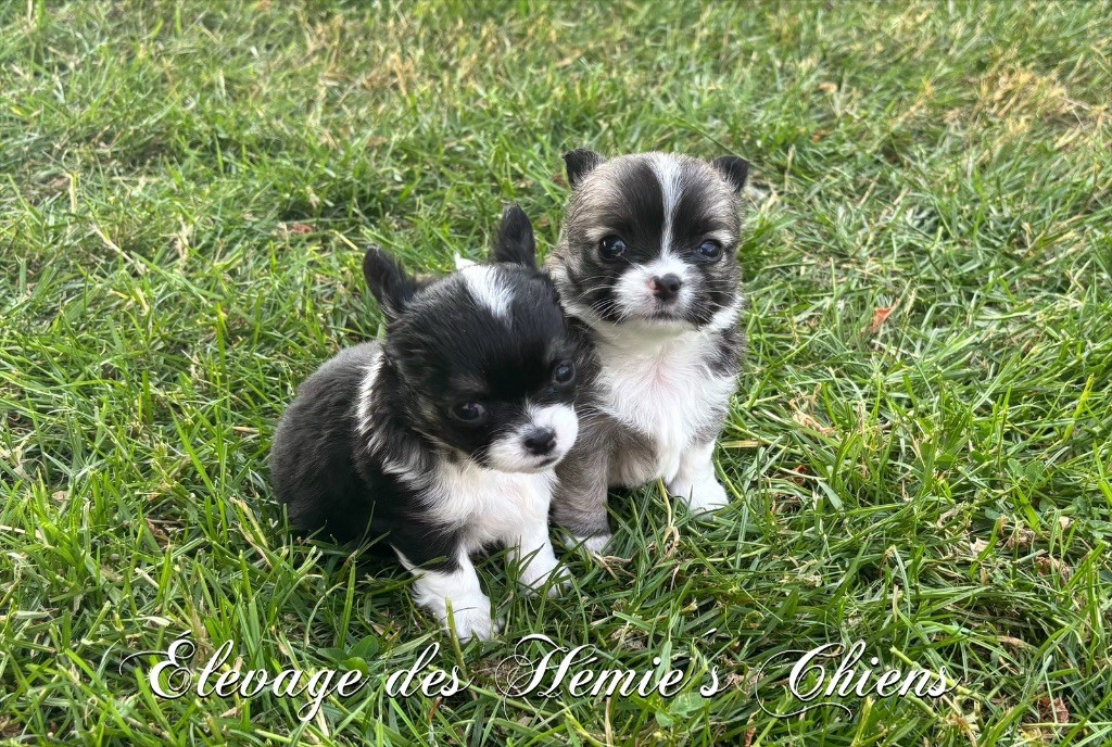 Chiot Chihuahua Des Hémie's Chiens