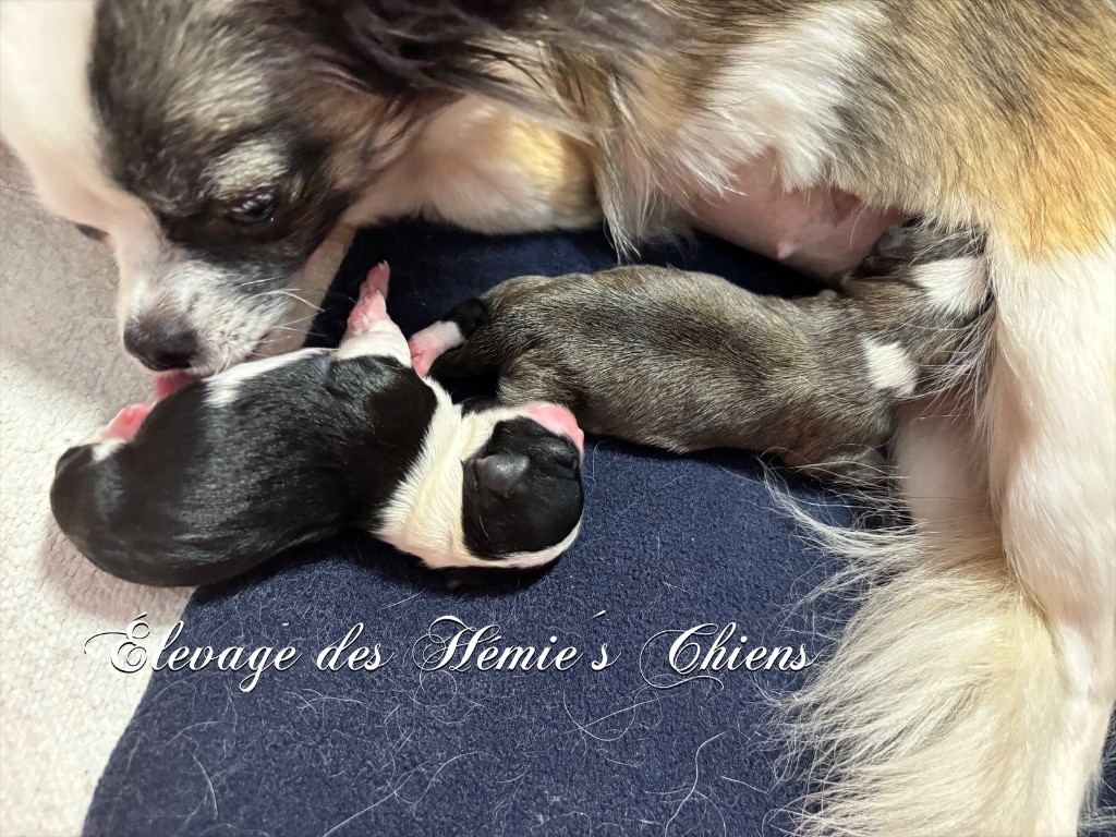 Chiot Chihuahua Des Hémie's Chiens