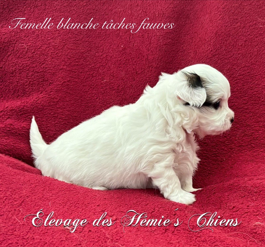 Des Hémie's Chiens - Chiots disponibles - Chihuahua