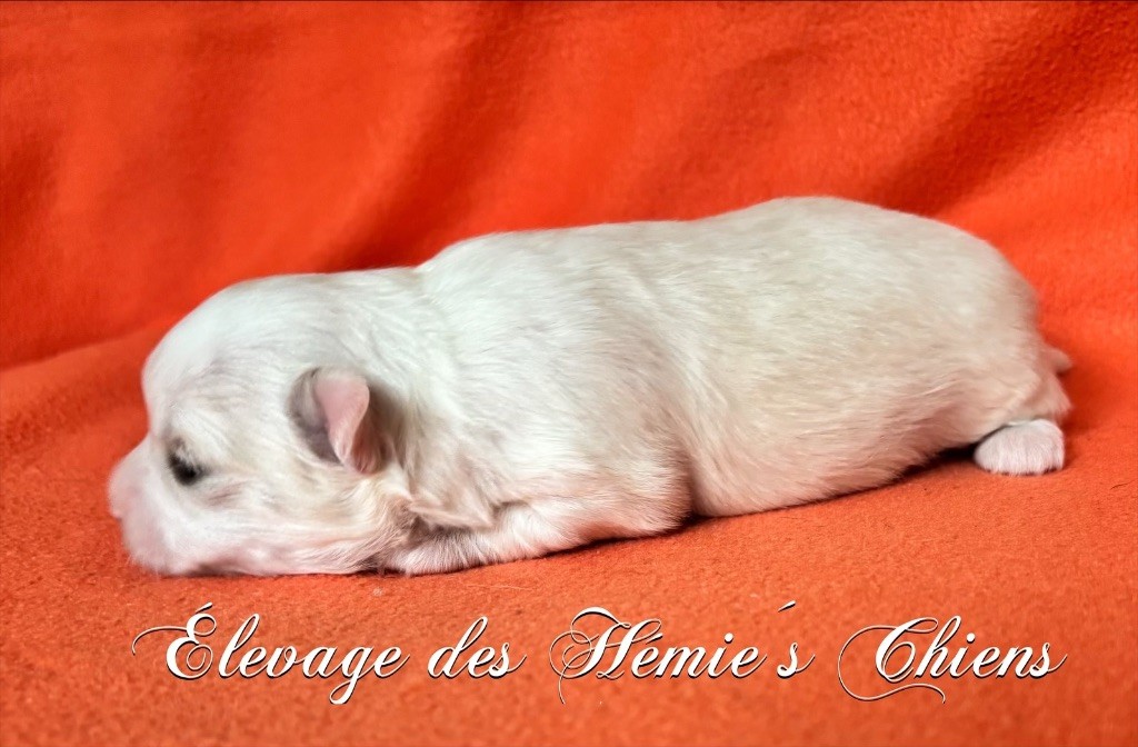 Des Hémie's Chiens - Chiots disponibles - Chihuahua