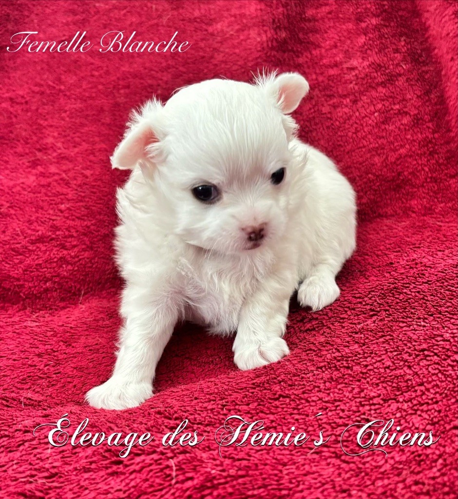 Des Hémie's Chiens - Chiots disponibles - Chihuahua