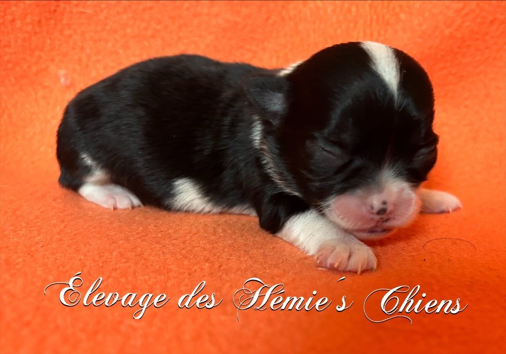 Des Hémie's Chiens - Chiots disponibles - Chihuahua