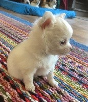 Poupi Des Hémie's Chiens