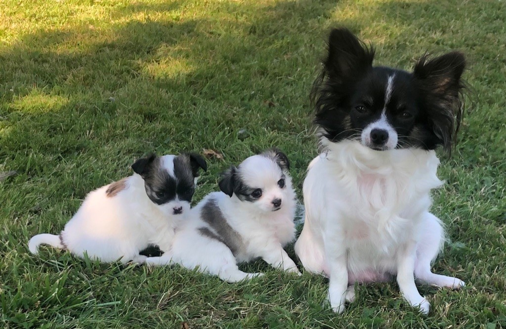 Des Hémie's Chiens - Chihuahua - Portée née le 12/07/2021