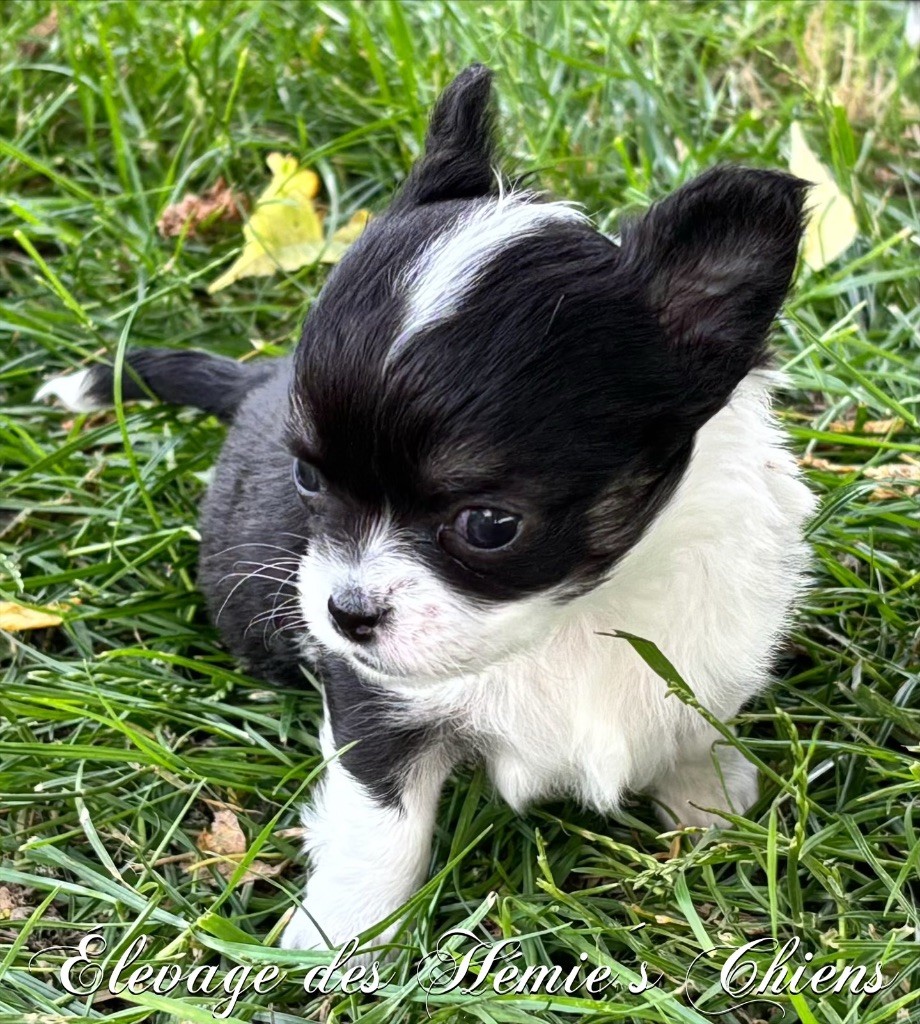 Des Hémie's Chiens - Chiots disponibles - Chihuahua