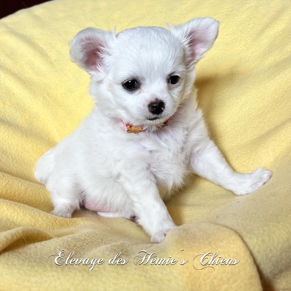 Des Hémie's Chiens - Chiots disponibles - Chihuahua