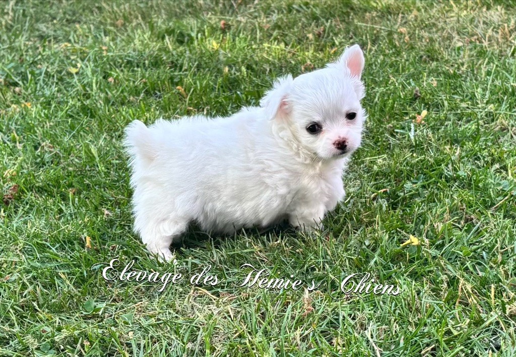 Des Hémie's Chiens - Chiots disponibles - Chihuahua