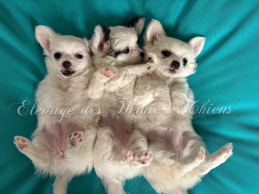 Des Hémie's Chiens - Chihuahua - Portée née le 09/05/2025